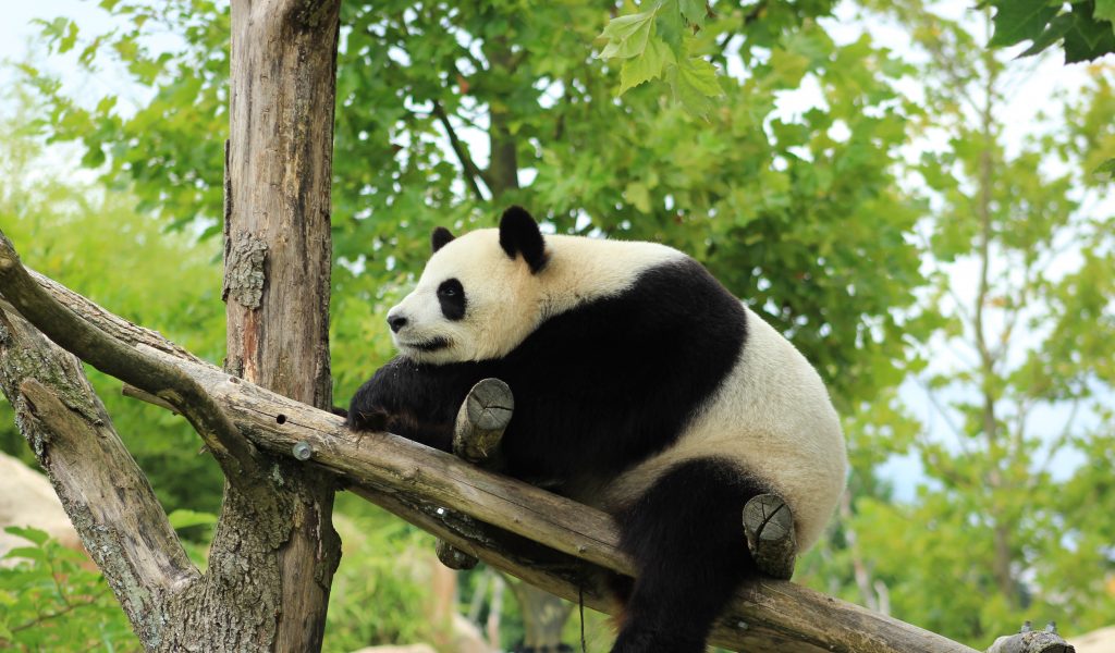 Zoo de Beauval