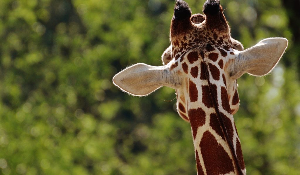 Parc Zoologique à Lille